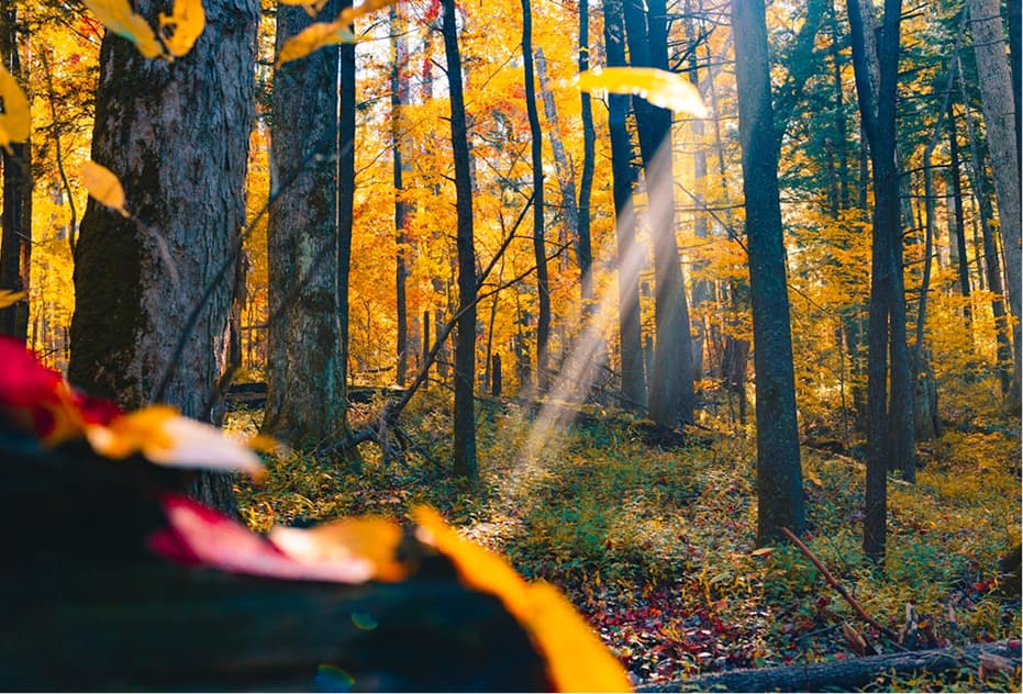 Peaceful forest with sunlight